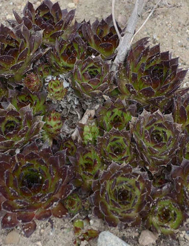 Menu Black Hens & Chicks 4 Menu Black Hens & Chicks - Image 2