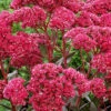 Menu Thunderhead Sedum -Holland Bulb Farms 74118 thunderhead sedum