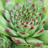 Menu Tip Top Hens & Chicks -Holland Bulb Farms 74119 hens and chicks