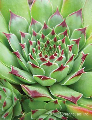 Menu Tip Top Hens & Chicks 3 Menu Tip Top Hens & Chicks