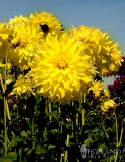 Menu Kelvin Floodlight Dinnerplate Dahlia -Holland Bulb Farms 74121 kelvin floodlight dinnerplate dahlia 2 1