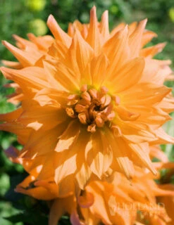 Menu Bold Dinnerplate Dahlia Collection -Holland Bulb Farms 74122 noordwijks glorie dinnerplate dahlia