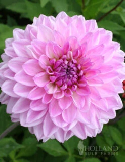 Menu Dinnerplate Dahlia Super Mix -Holland Bulb Farms 74123 lavender perfection dinnerplate dahlia 4