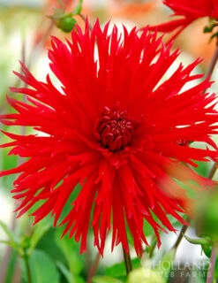 Menu Apache Fringed Dahlia