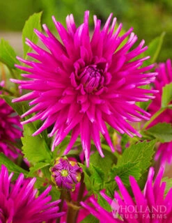 Menu Bridget's Purple Passion Trio -Holland Bulb Farms 74139 purple gem cactus dahlia 1