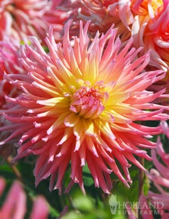 Menu Star Elite Cactus Dahlia