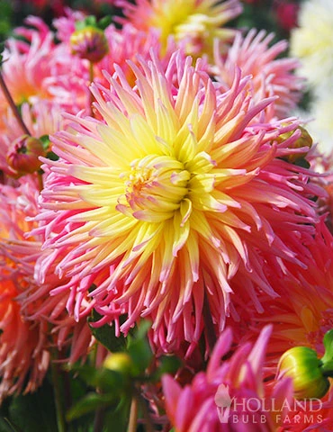 Menu Sunset Dahlia Collection 13 Menu Sunset Dahlia Collection - Image 11