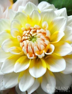 Menu Seattle Decorative Dahlia -Holland Bulb Farms 74141 seattle decorative dahlia 1