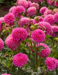 Menu Jan Van Schaffelaar Pompon Dahlia -Holland Bulb Farms 74147 jan van schaffelaar pompon dahlia 2 1