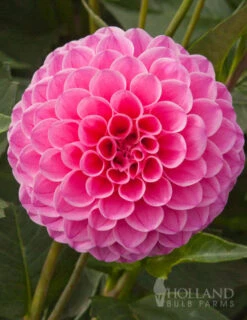 Menu Bridget's Purple Passion Trio -Holland Bulb Farms 74147 jan van schaffelaar pompon dahlia