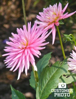 Menu Border Dahlia Collection -Holland Bulb Farms 74151 2018 07 11 park princess border dahlias joan geraldson