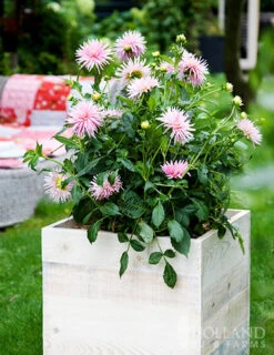 Menu Border Dahlia Collection -Holland Bulb Farms 74151 park princess border dahlia