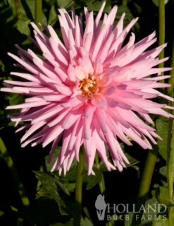 Menu Border Dahlia Collection -Holland Bulb Farms 74151 park princess border dahlia 5