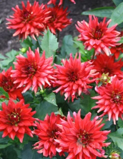 Menu Red Pygmy Border Dahlia