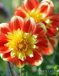 Menu Pooh Impression Dahlia -Holland Bulb Farms 74155 pooh impression dahlia