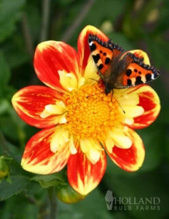 Menu Pooh Impression Dahlia