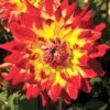 Menu Procyon Decorative Dahlia -Holland Bulb Farms 74158 procyon decorative dahlia 1