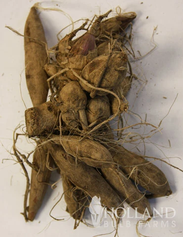 Menu Sunset Dahlia Collection 15 Menu Sunset Dahlia Collection - Image 13