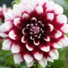 Menu Mystery Day Decorative Dahlia -Holland Bulb Farms 74160 mystery day decorative dahlia 2 1