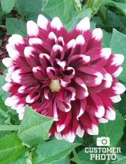 Menu Mystery Day Decorative Dahlia 8 Menu Mystery Day Decorative Dahlia -Holland Bulb Farms 74160 mystery day decorative dahlia 2018 08 17 russell hutchison 1