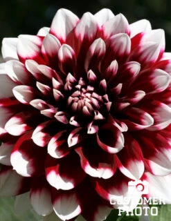 Menu Peppermint Dream Dahlia Collection -Holland Bulb Farms 74160 mystery day decorative dahlia 4