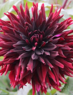 Menu Peppermint Dream Dahlia Collection -Holland Bulb Farms 74162 black jack dahlia jumbo pack 1