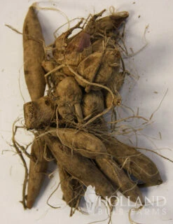 Menu Peppermint Dream Dahlia Collection -Holland Bulb Farms 74162 black jack dahlia jumbo pack 3 1