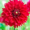 Menu Red Fubuki Dahlia Jumbo Pack -Holland Bulb Farms 74168 red fubuki dahlia 2