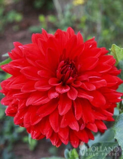 Menu Red Fubuki Dahlia Jumbo Pack -Holland Bulb Farms 74168 red fubuki dahlia