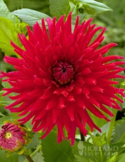 Menu Red Fubuki Dahlia Jumbo Pack -Holland Bulb Farms 74168 red fubuki dahlia 3
