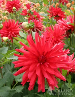 Menu Red Fubuki Dahlia Jumbo Pack -Holland Bulb Farms 74168 red fubuki dahlia 4