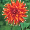 Menu Color Spectacle Dahlia Jumbo Pack -Holland Bulb Farms 74169 color spectacle dahlia 2