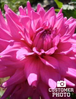 Menu Princess Pinks Dahlia Collection -Holland Bulb Farms 74170 pink corona dahlia jumbo pack