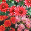 Menu Border Dahlia Collection -Holland Bulb Farms 74179 border dahlia collection