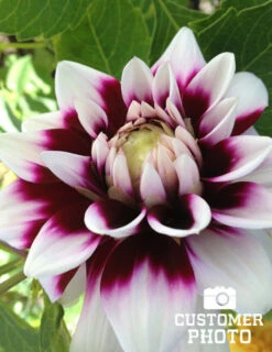 Menu Edinburgh Decorative Dahlia -Holland Bulb Farms 74193 edinburgh decorative dahlia 3