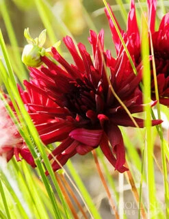 Menu Midnight Glo Dahlia Collection -Holland Bulb Farms 74195 cactus dahlia