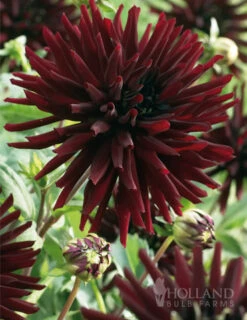 Menu Midnight Glo Dahlia Collection -Holland Bulb Farms 74195 nuit d ete cactus dahlia
