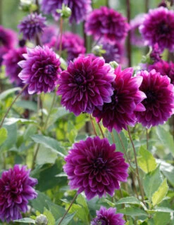 Menu Midnight Glo Dahlia Collection -Holland Bulb Farms 74197