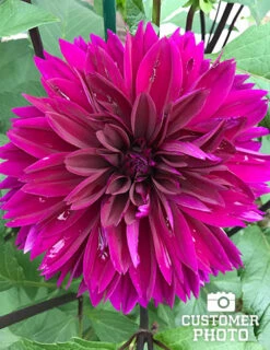 Menu Radiant Orchid Collection W/ Garden Plan -Holland Bulb Farms 74197 thomas edison dahlia 3