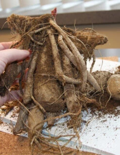 Menu Bold Dinnerplate Dahlia Collection -Holland Bulb Farms 74197 thomas edison dinnerplate dahlia 3 1