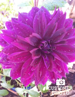 Menu Bold Dinnerplate Dahlia Collection -Holland Bulb Farms 74197 thomas edison dinnerplate dahlia 4 1