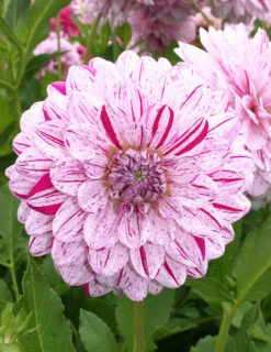 Menu Peppermint Dream Dahlia Collection -Holland Bulb Farms 74198