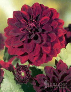 Menu Sunset Dahlia Collection 21 Menu Sunset Dahlia Collection -Holland Bulb Farms 74203 sunset dahlia collection 4