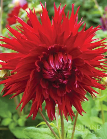 Menu Sunset Dahlia Collection 8 Menu Sunset Dahlia Collection - Image 6