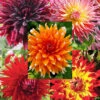 Menu Sunset Dahlia Collection -Holland Bulb Farms 74203 sunset dahlia collection 7
