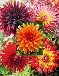 Menu Sunset Dahlia Collection