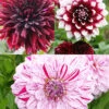 Menu Peppermint Dream Dahlia Collection