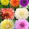 Menu Ultimate Dinnerplate Dahlia Collection -Holland Bulb Farms 74207 ultimate dinnerplate dahlia collection