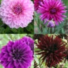 Menu Midnight Glo Dahlia Collection -Holland Bulb Farms 74208