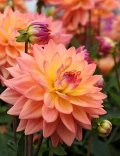 Menu Shimmering Sunset Dahlia Collection -Holland Bulb Farms 74209 1